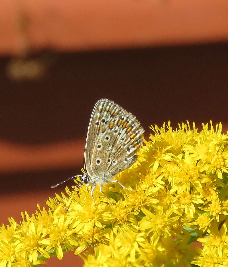  Female Common Blue